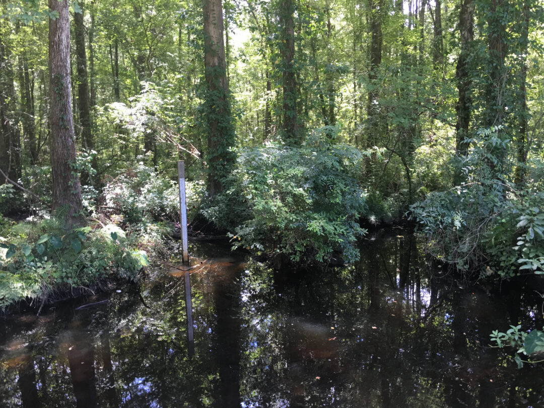 CW Little Hatchet Creek | Gainesville Creeks